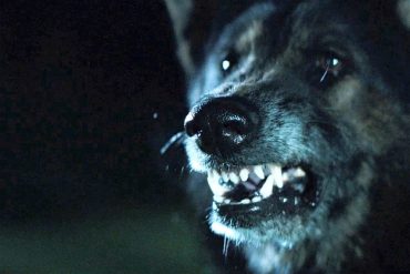 ThePack WolfSnarl1