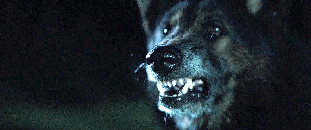 ThePack WolfSnarl1