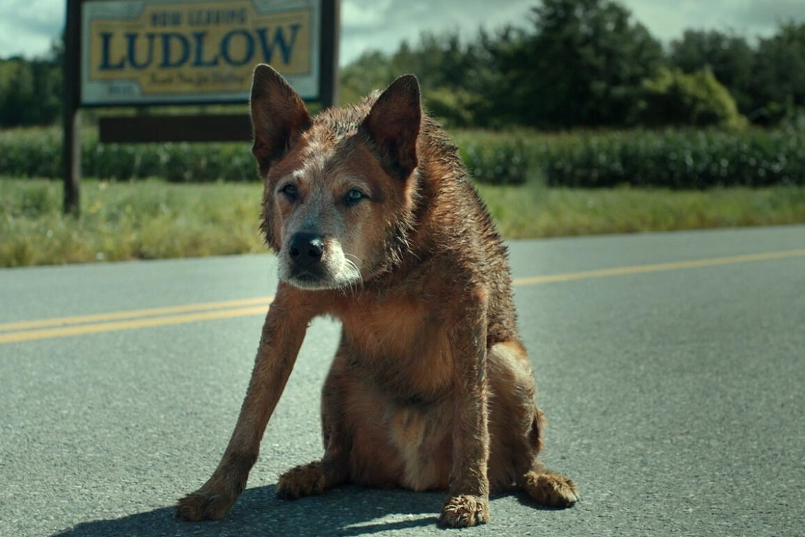 Pet Sematary Bloodlines Official Trailer Paramount Canada 0 28 screenshot