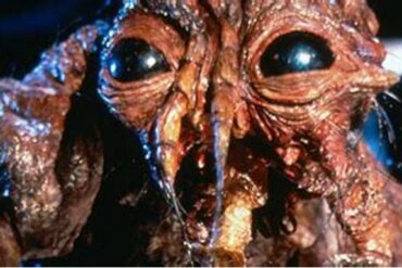 The fly