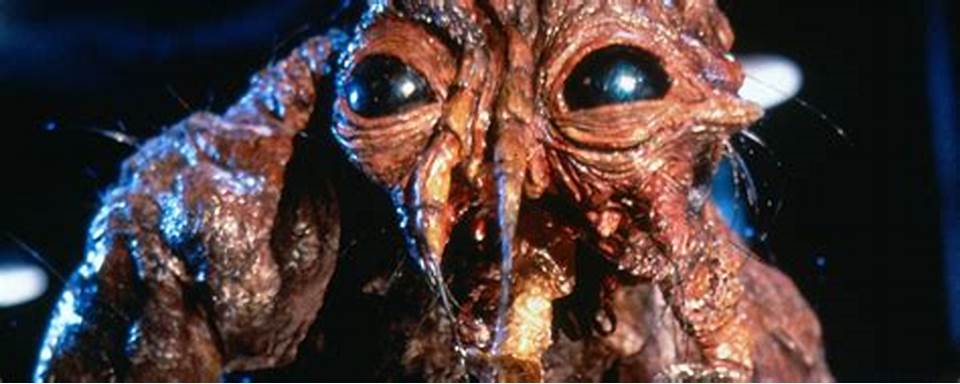 The fly