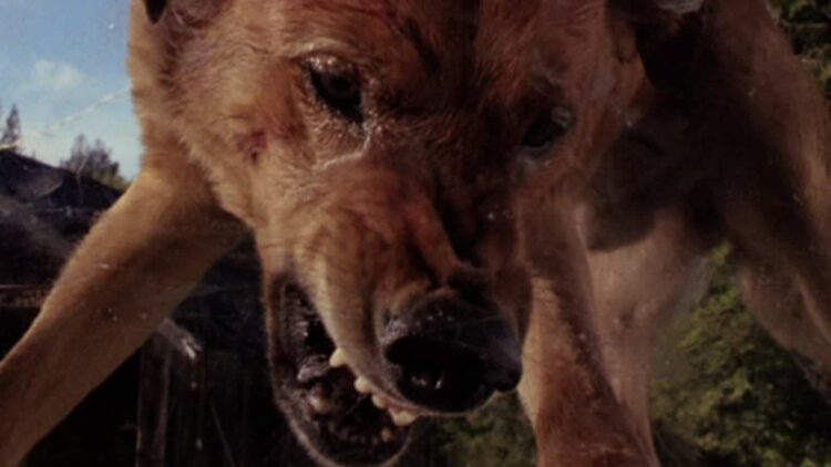 Quoi de neuf sur Shudder – Juillet 2025 21 The Pack Still